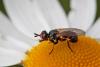 Thecophora sp.